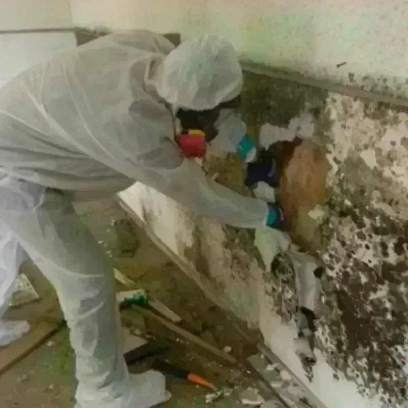 Mold Remediation and Removal in Twin Lakes, WI